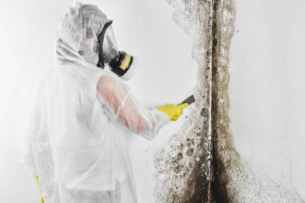 Best Office Mold Removal Services  in Springdale, NJ