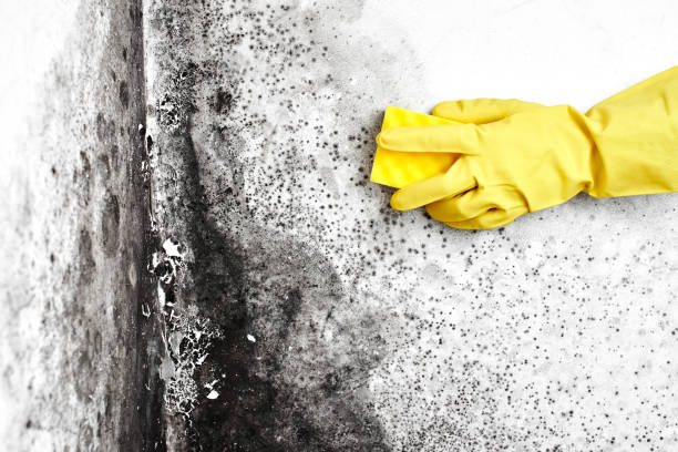 Best Affordable Mold Removal  in Springdale, NJ