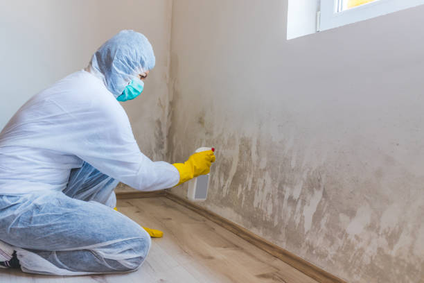 Best Attic Mold Removal  in Springdale, NJ