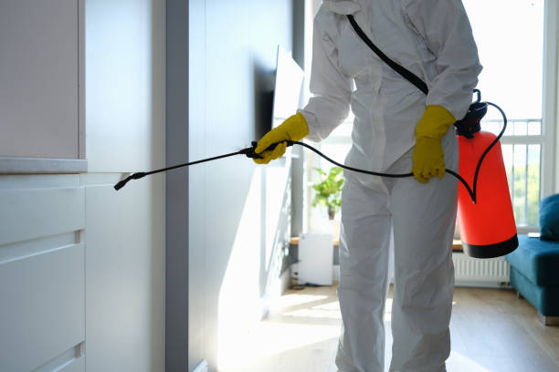 Professional Mold Removal in Springdale, NJ