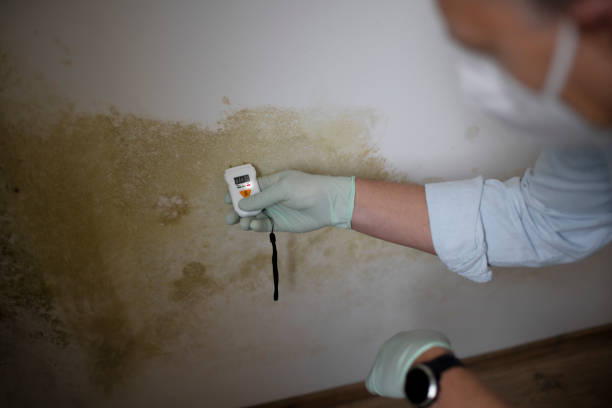 Best Best Mold Removal Companies  in Springdale, NJ