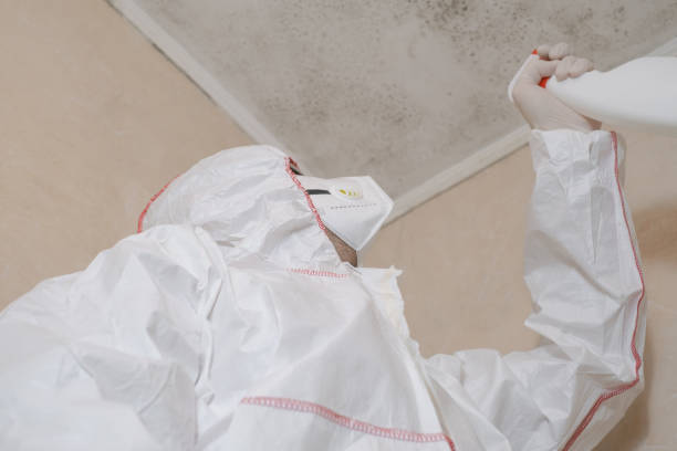 Best Mold Damage Repair  in Springdale, NJ