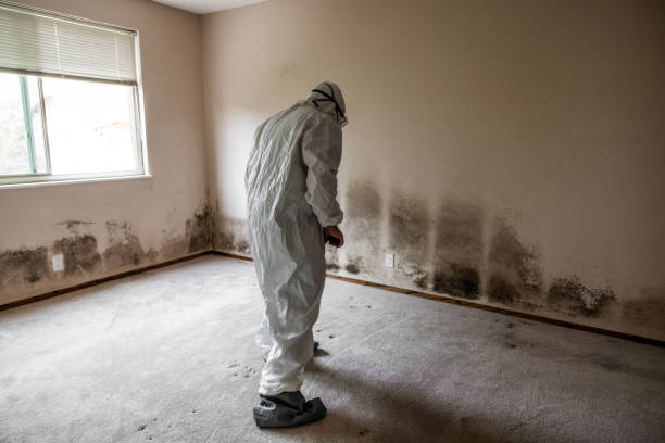 Best Home Mold Removal  in Springdale, NJ