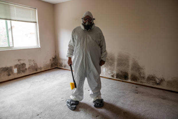 Best Fast Mold Removal  in Springdale, NJ