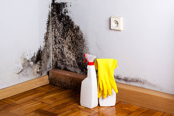 Best Attic Mold Removal  in Springdale, NJ