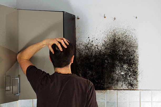 Best Toxic Mold Removal  in Springdale, NJ