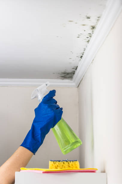 Best Black Mold Removal  in Springdale, NJ