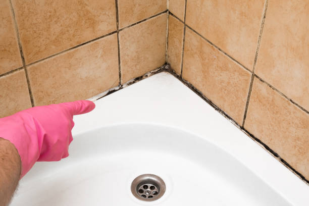 Best Home Mold Removal  in Springdale, NJ